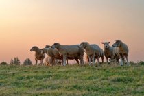 Rebanho de ovelhas em pé num campo ao pôr-do-sol, Frísia Oriental, Baixa Saxónia, Alemanha — Fotografia de Stock
