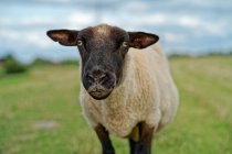 Retrato de uma ovelha em pé em um campo, Frísia Oriental, Baixa Saxônia, Alemanha — Fotografia de Stock