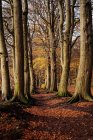 Foresta autunnale, Frisia orientale, Bassa Sassonia, Germania — Foto stock