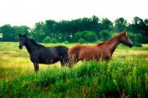 Zwei Pferde stehen auf einem Feld, Polen — Stockfoto