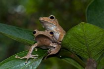 Две лягушки Polypedates otilophus сидят на листе, Индонезия — стоковое фото