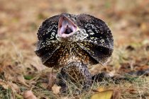 Silbido de lagarto con cuello de volante, Indonesia - foto de stock