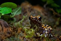 Лягушка Hylarana picturata, сидящая на листочке, Индонезия — стоковое фото