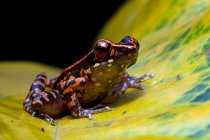Hylarana picturata frog sitting on a leaf, Indonesia - foto de stock