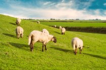 Flock of sheep grazing on a dyke by river Ems, East Frisia, Lower Saxony, Germany — Stock Photo
