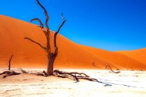 Árvore morta em frente a uma grande duna de areia no deserto, Sossusvlei, Namib Naukluft National Park, Namíbia — Fotografia de Stock