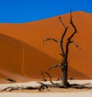 Dead tree in front of a large sand dune in desert, Sossusvlei, Namib Naukluft National Park, Namibia — Stock Photo