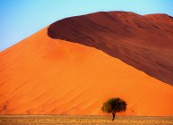 Árvore em frente a uma duna de areia gigante, Sossusvlei, Namib Naukluft National Park, Namíbia — Fotografia de Stock