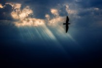 Silhouette of a bird flying in sky and sunlight flooding through clouds — Stock Photo