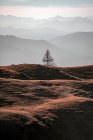 Albero solitario nel paesaggio alpino autunnale, Filzmoos, Salisburgo, Austria — Foto stock