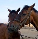 Retrato de dos caballos, Cerdeña, Italia - foto de stock