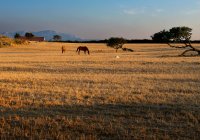 Dos caballos y un perro en un prado, Cerdeña, Italia - foto de stock