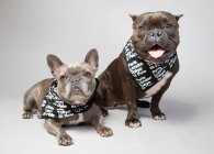Retrato de dos bulldogs franceses con pañuelos en el cuello - foto de stock