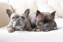 Retrato de dos bulldogs franceses tumbados en un sofá - foto de stock