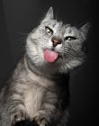 Humorvolles Porträt einer Katze, die ihre Zunge herausstreckt — Stockfoto