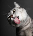 Humorous portrait of a cat sticking out its tongue — Stock Photo