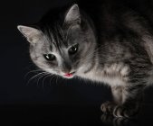 Юмористический портрет кота, высовывающего язык — стоковое фото