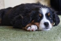 Портрет бернской горной собаки, лежащей на полу — стоковое фото