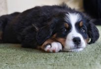 Retrato de um cão de montanha Bernês deitado no chão — Fotografia de Stock