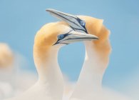 Tender moment between two Australasian gannets, Victoria, Australia — Stock Photo