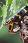 Крупный план золотокольчатой кошачьей змеи на ветке дерева, Индонезия — стоковое фото