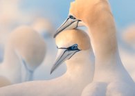 Tender moment between two Australasian gannets, Victoria, Australia — Stock Photo