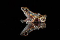 Плямиста струмка жаба на чорному тлі — стокове фото