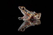 Gefleckter Bachfrosch auf schwarzem Hintergrund — Stockfoto