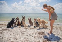 Женщина, стоящая на пляже, тренирует группу собак, Флорида, США — стоковое фото