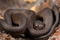Primo piano di un serpente chiavato a spirale, Indonesia — Foto stock
