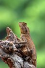 Close-up de um dragão da floresta no ramo da árvore, Indonésia — Fotografia de Stock