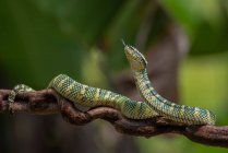 Wagler pit viper on tree branch, Indonesia — Stock Photo