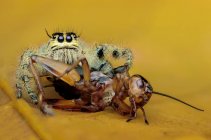 Araña saltando comiendo un insecto, Indonesia - foto de stock