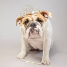 Portrait of a bulldog wearing a tiara and pearl necklace — Stock Photo
