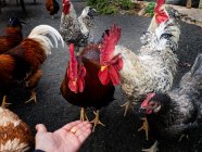 Main de la personne tenant de la nourriture pour oiseaux et nourrissant les poulets — Photo de stock