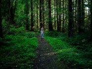 Chica caminando por el bosque en verano, Bialowieza, Podlasie, Polonia - foto de stock