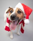 Jack russell wearing a Santa hat and scarf — Stock Photo