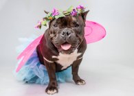 Portrait of a French bulldog dressed as a fairy — Stock Photo