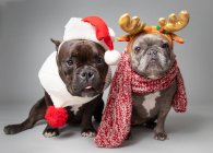 Dois bulldogs franceses vestidos com um chapéu de Pai Natal e chifres — Fotografia de Stock