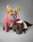 Deux bulldogs français vêtus d'un chapeau de Père Noël et de bois — Photo de stock
