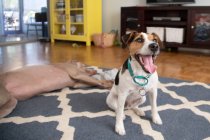 Jack Russell Terrier et un chien Weimaraner dans un salon — Photo de stock
