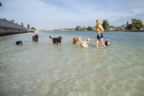 Mujer de pie en el océano jugando con un grupo de perros, Florida, EE.UU. - foto de stock