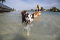 Woman standing in ocean playing with a group of dogs, Florida, USA — Stock Photo