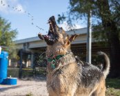 Schäferhund trinkt Wasser in einem Garten, Florida, USA — Stockfoto