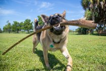 German shepherd in a dog park carrying a stick with a woman in the distance, Florida, USA — Stock Photo
