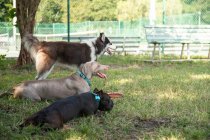 Três cães em um parque de cães, Flórida, EUA — Fotografia de Stock