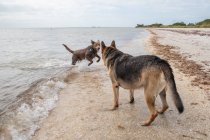 Labrador retriever and a German shepherd playing on the beach, Florida, USA — Stock Photo