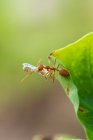 Nahaufnahme einer Ameise auf einem Blatt, das ein totes Insekt trägt, Indonesien — Stockfoto