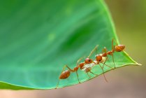 Nahaufnahme zweier Ameisen, die ein totes Insekt tragen, Indonesien — Stockfoto