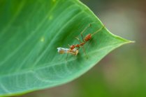 Крупный план муравья на листе, несущего мертвое насекомое, Индонезия — стоковое фото